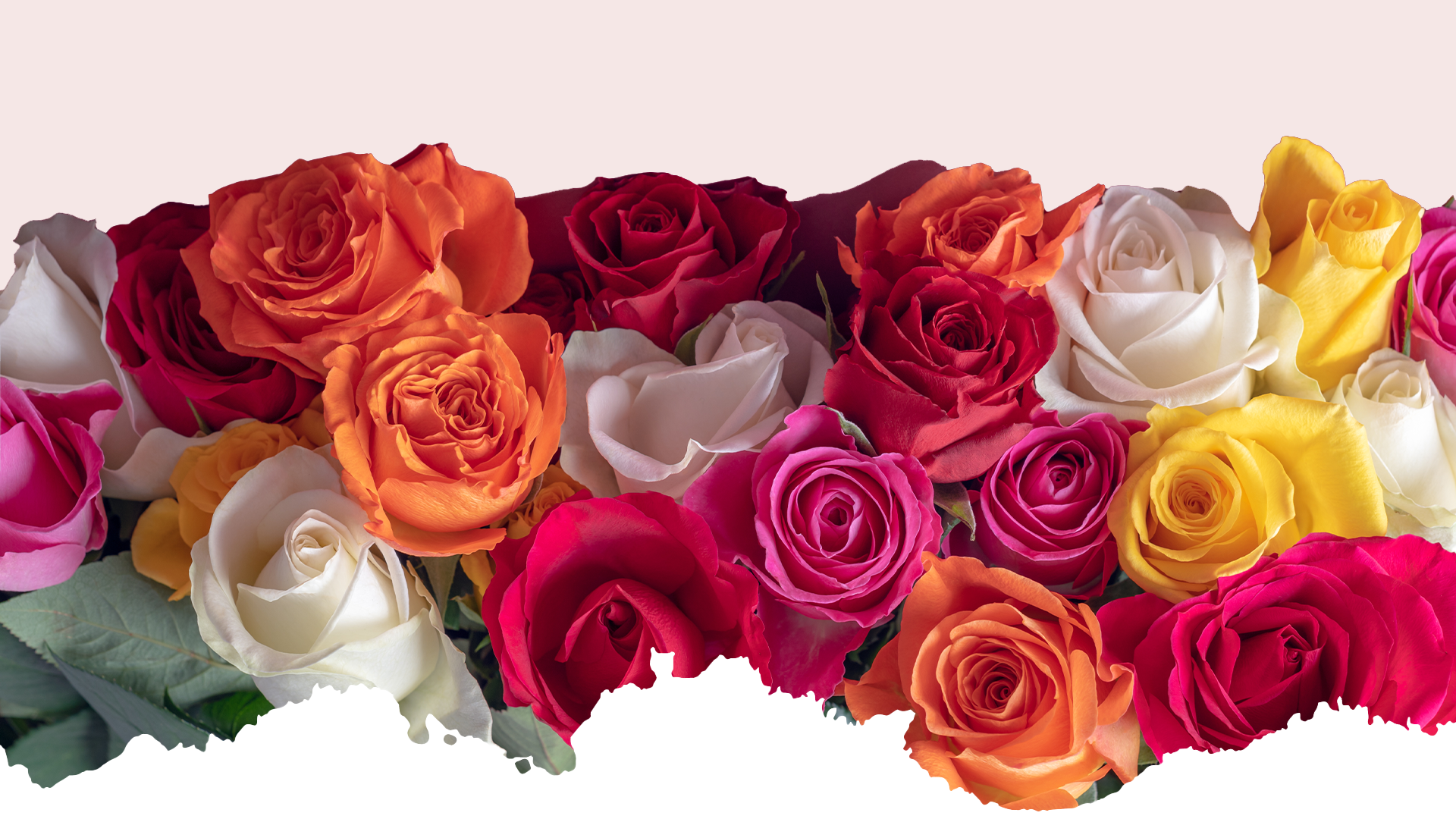 Carrusel Floral Xpress — rosas de colores