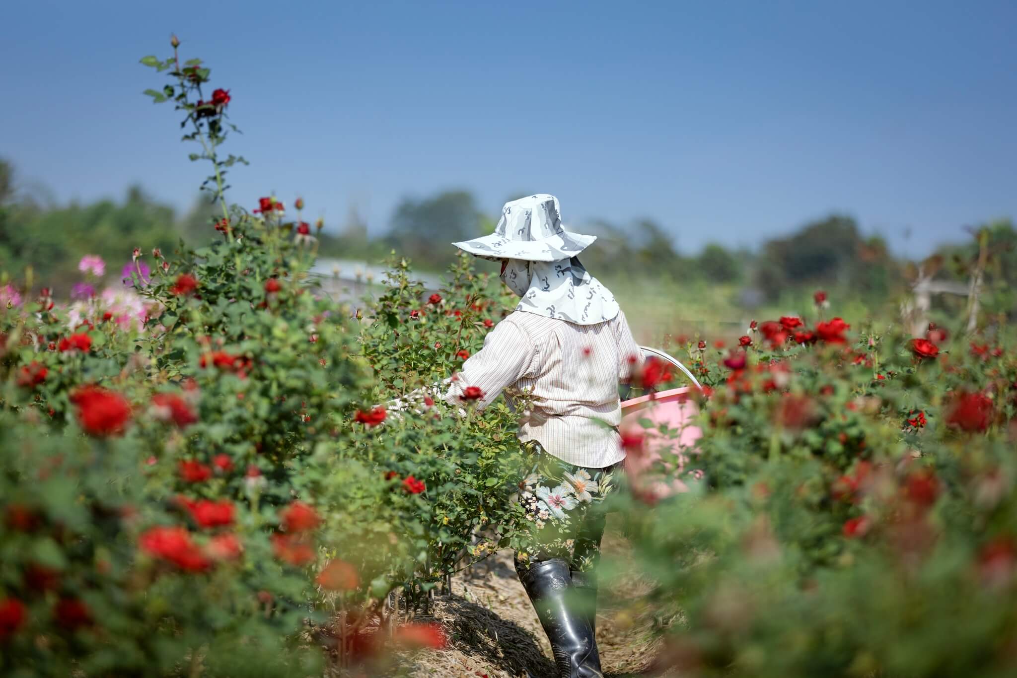 Nosotros — Floral Xpress